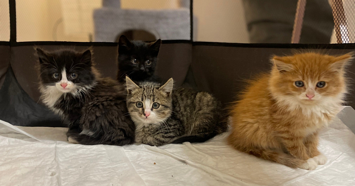 В Ярославской области массово стерилизовали кошек