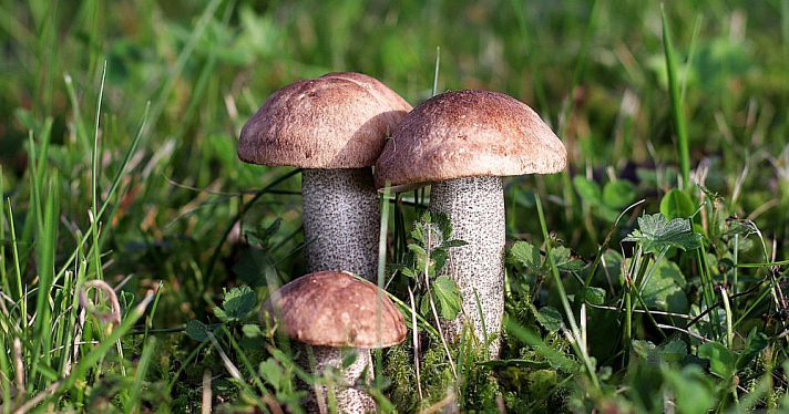 В Минприроды прокомментировали ужесточение правил сбора грибов и ягод