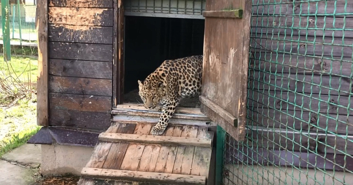 В Ярославском зоопарке поселились новые обитатели