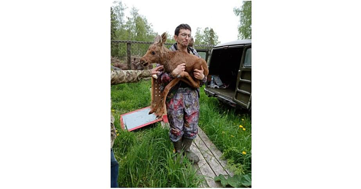 Новорожденных лосят из Ярославской области отправят в «Сумароковский» заказник