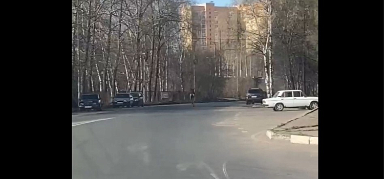 По Ярославлю бегает дикое животное
