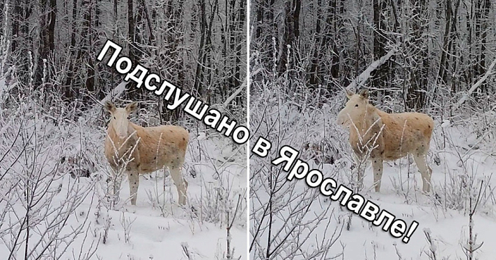 В Ярославской области вновь заметили лося-альбиноса