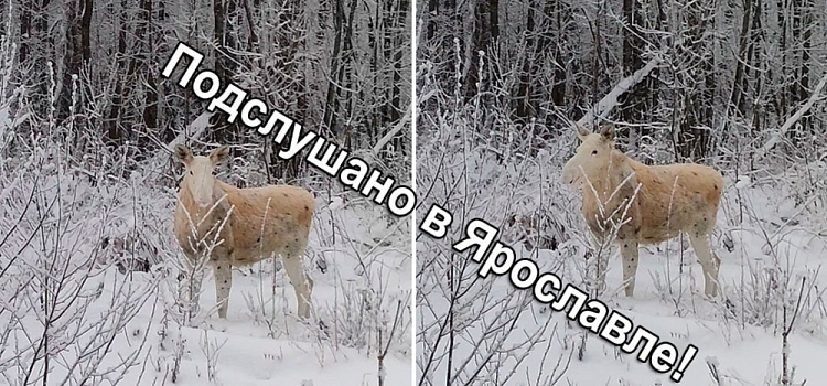 В Ярославской области вновь заметили лося-альбиноса