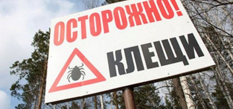 В Роспотребнадзоре назвали количество зараженных клещей в Ярославле