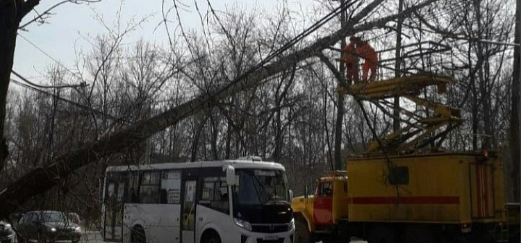 Из-за упавшей березы в Ярославле перекрыли движение
