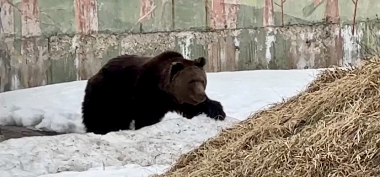 С добрым утром: в Ярославском зоопарке проснулись мишки