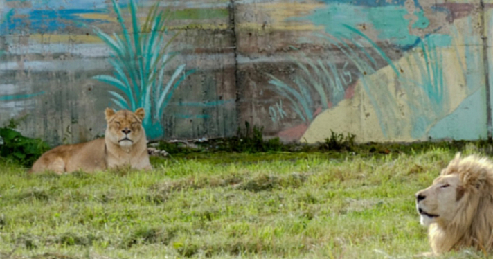 В Ярославском зоопарке умерла львица Сима
