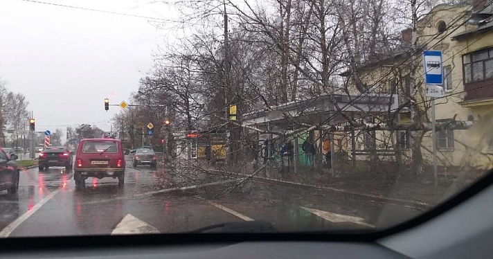 В Заволжском районе береза перегородила дорогу: фото