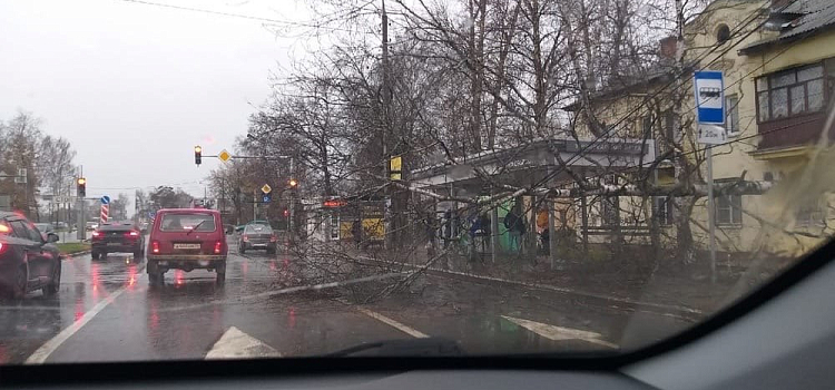 В Заволжском районе береза перегородила дорогу: фото