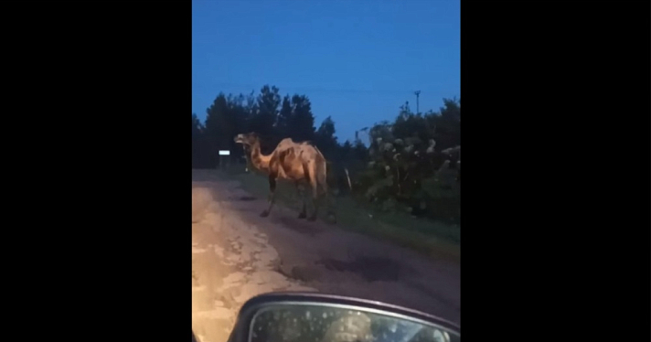 В Ярославской области на дорогу вышел верблюд