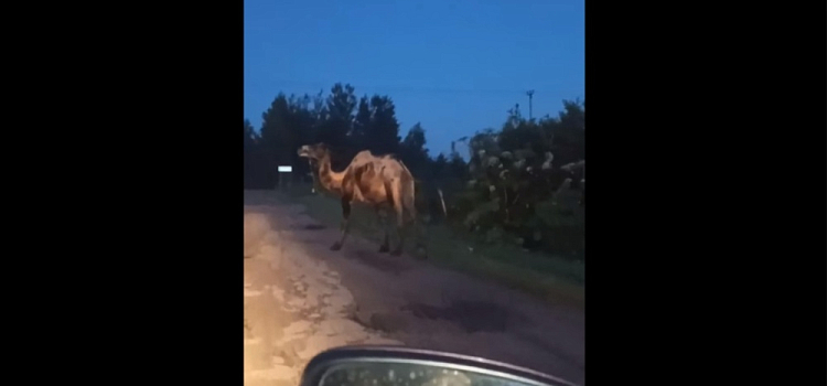 В Ярославской области на дорогу вышел верблюд