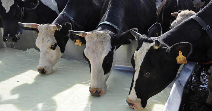 Минсельхоз окажет поддержку ярославским предприятиям молочной отрасли