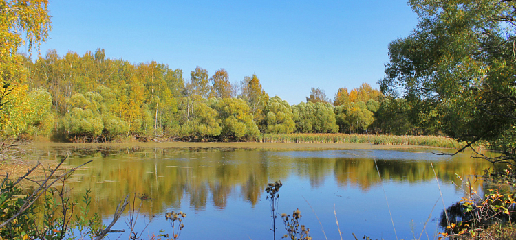 Антимонопольщики нашли нарушения в закупке на ликвидацию шламонакопителя в Ярославле
