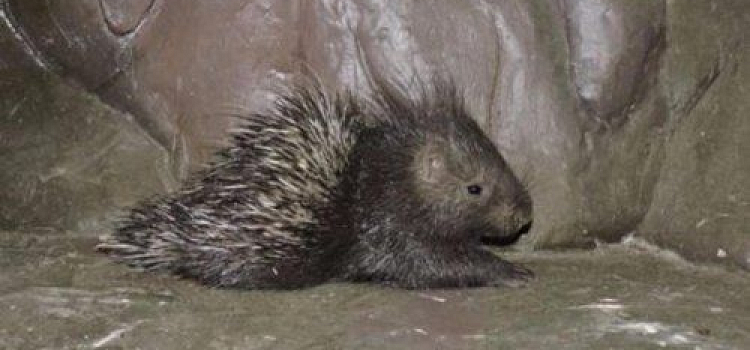 В Ярославском зоопарке родился индийский дикобраз 