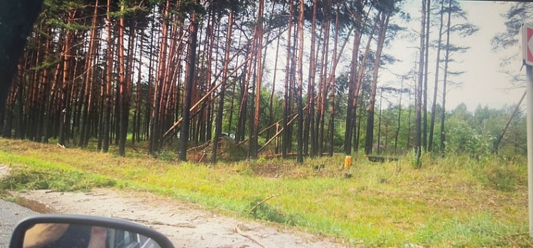 Автомобили в кювете и вырванные деревья: под Ярославлем разбушевался сильный ураган вблизи аэропорта_245502