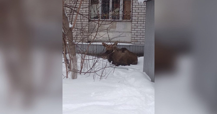 Бегал во дворах: в Ярославле охотинспекторы вернули лося в естественную среду