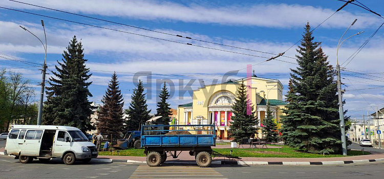 С площади Волкова в центре Ярославля пропали ели_272723
