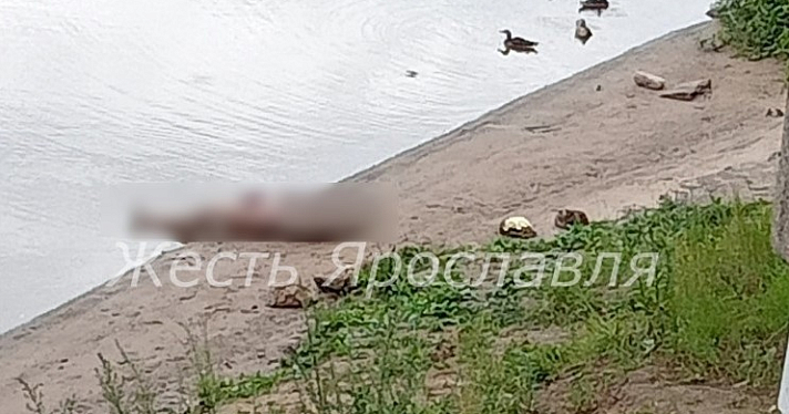 В Ярославле в Которосли обнаружили тело мужчины