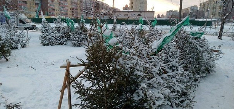 Ярославский зоопарк просит граждан привозить старые и нераспроданные ёлки в помощь животным