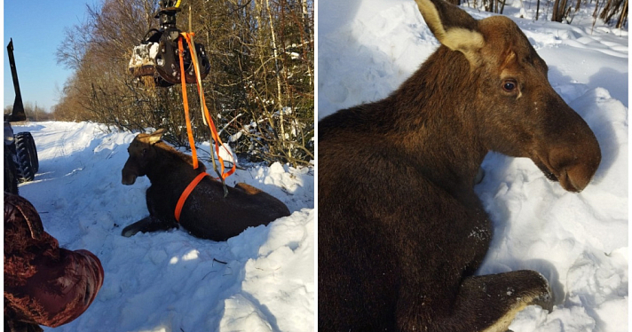 В Ярославской области лесники спасли застрявшую в снегу лосиху