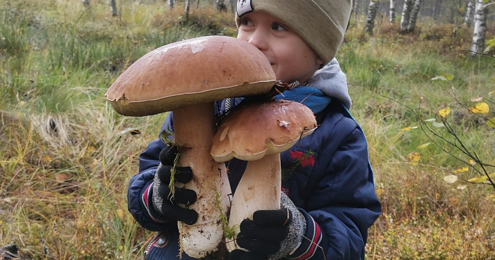 В Ярославской области нашли грибы-гиганты_221802