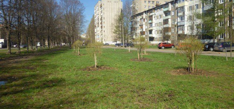 В Дзержинском районе ведутся работы по озеленению территорий 