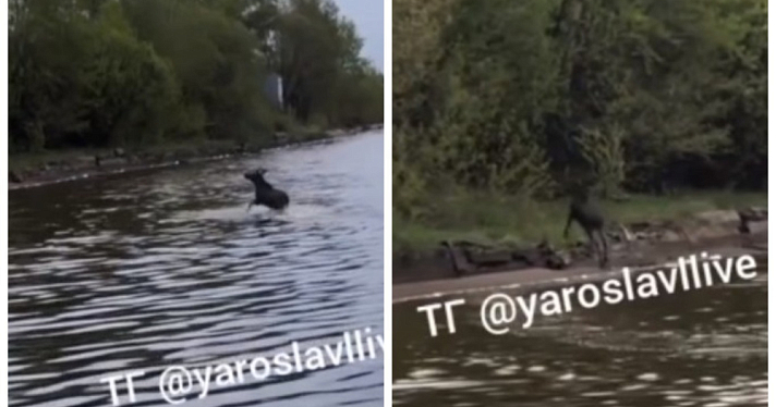 В Ярославле лось открыл купальный сезон