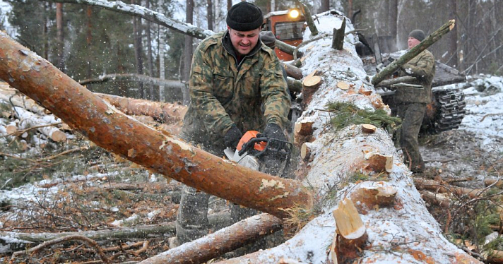 Дерево насмерть раздавило мужчину в Ярославской области