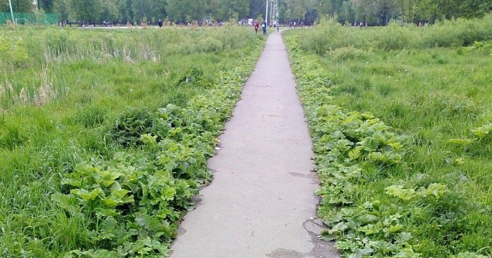 Ярославцы сообщили о зарослях борщевика на Красном Перекопе; в мэрии заявили, что проверяют территории каждый день_158586