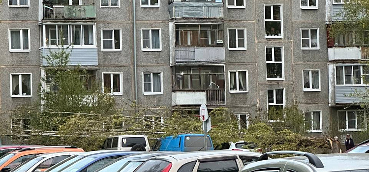 В ярославском дворе дерево придавило несколько автомобилей