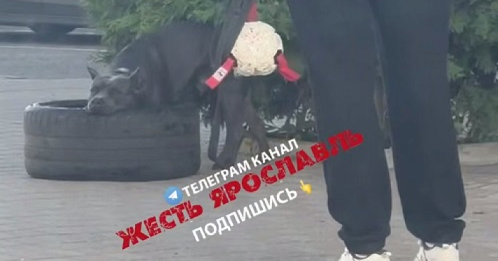 В Ярославле хозяина пса могут оштрафовать после видео в соцсетях
