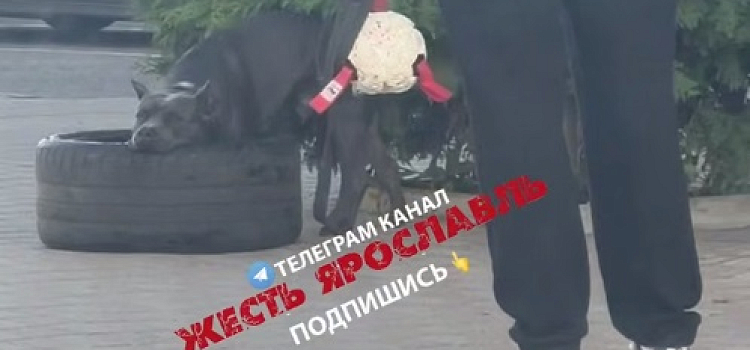 В Ярославле хозяина пса могут оштрафовать после видео в соцсетях