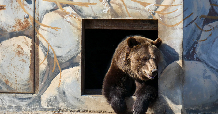 Проснулись голодными: в Ярославском зоопарке медведи вышли из зимней спячки_237136