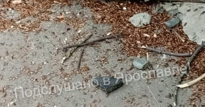 «Они падают на голову»: ярославский дом атаковали полчища тараканов