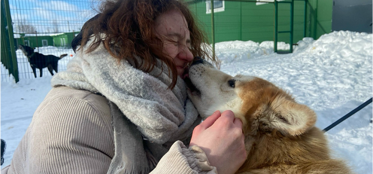 Надежда есть всегда: как ярославские волонтёры спасают животных