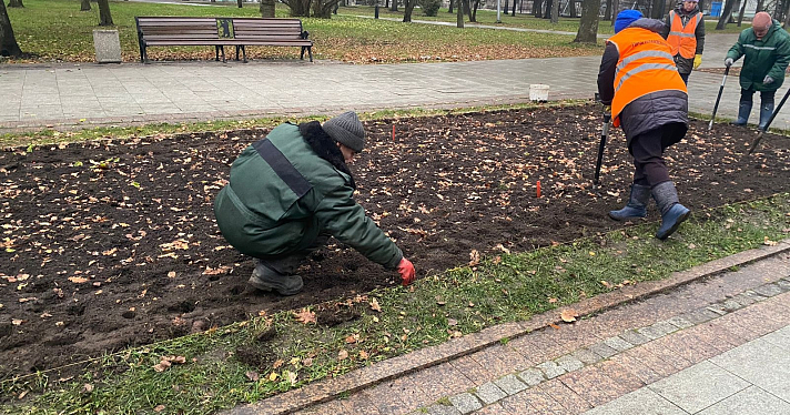 Весной город зацветет тюльпанами: в Ярославле сажают цветы на Комсомольской площади_225333