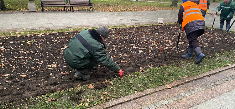 Весной город зацветет тюльпанами: в Ярославле сажают цветы на Комсомольской площади_225333