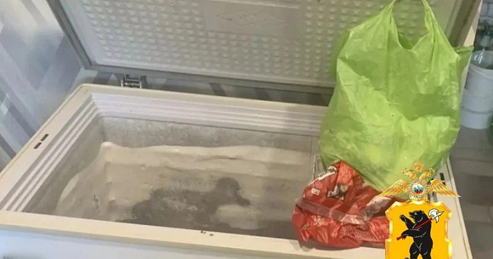 В Ярославской области задержали двух браконьеров, застреливших трёх лосей