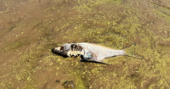 В Рыбинском водохранилище начала массово гибнуть рыба_218669