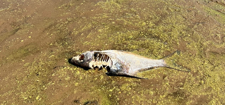 В Рыбинском водохранилище начала массово гибнуть рыба_218669