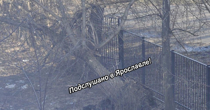 В Ярославле сильный ветер повалил деревья на машины_268977