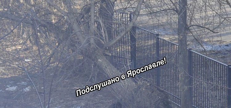 В Ярославле сильный ветер повалил деревья на машины_268977