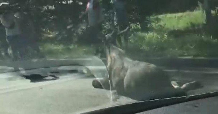 В Ярославле на Тутаевском шоссе сбили лося