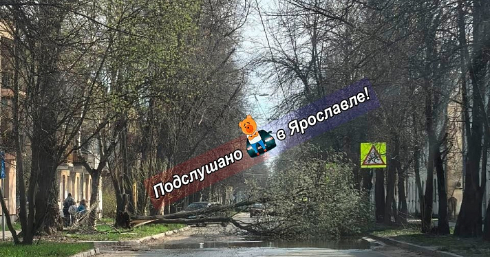 Сильный ветер в Ярославле начал валить деревья