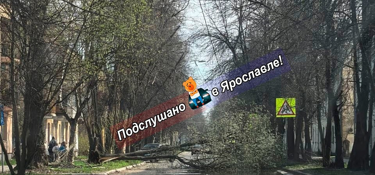 Сильный ветер в Ярославле начал валить деревья