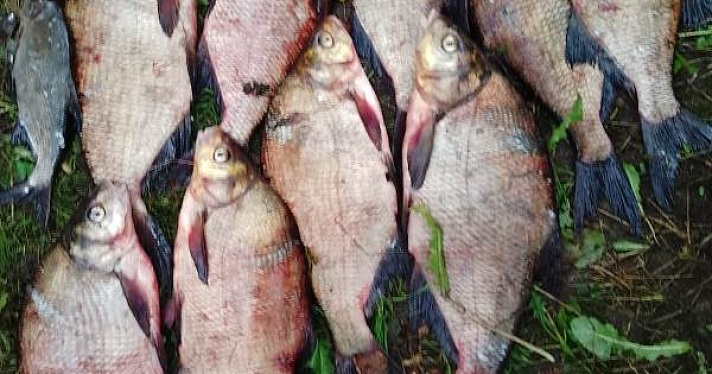 Выловили 164 экземпляра промысловой рыбы: в Ярославской области на Волге задержали браконьеров_247138