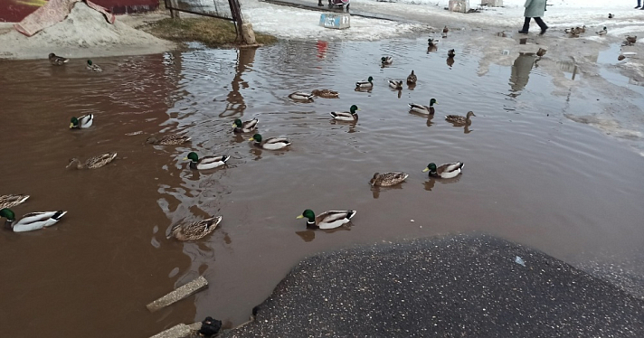 Поселились утки: подборка фотографий затопленных улиц Ярославля