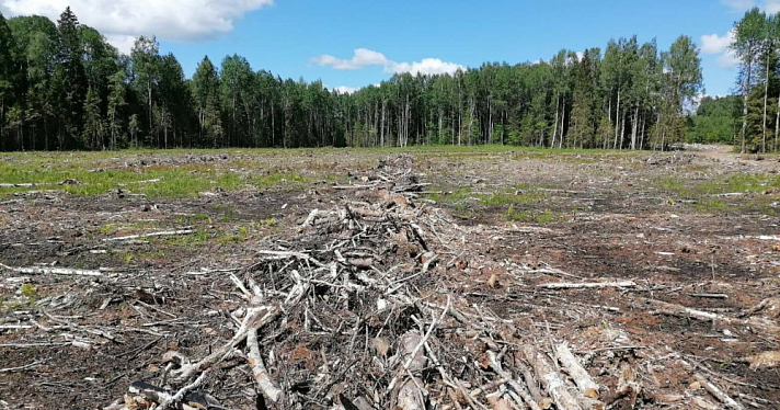 В Ярославской области оштрафовали арендатора леса за незаконную рубку деревьев