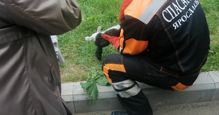 В Заволжском районе спасатели достали из-под капота автомобиля покалечившегося кота