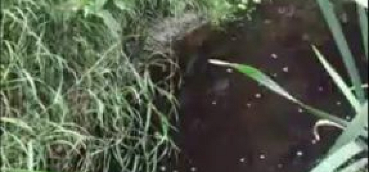 Вода в речке Норе под Ярославлем 20 июля снова потемнела